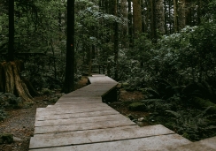 forest-walkway.jpg